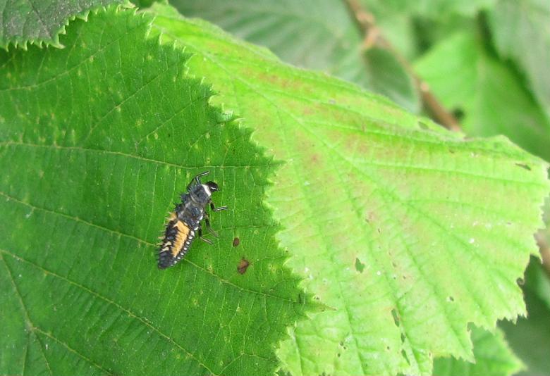 Larva e pupa di Coccinellidae?